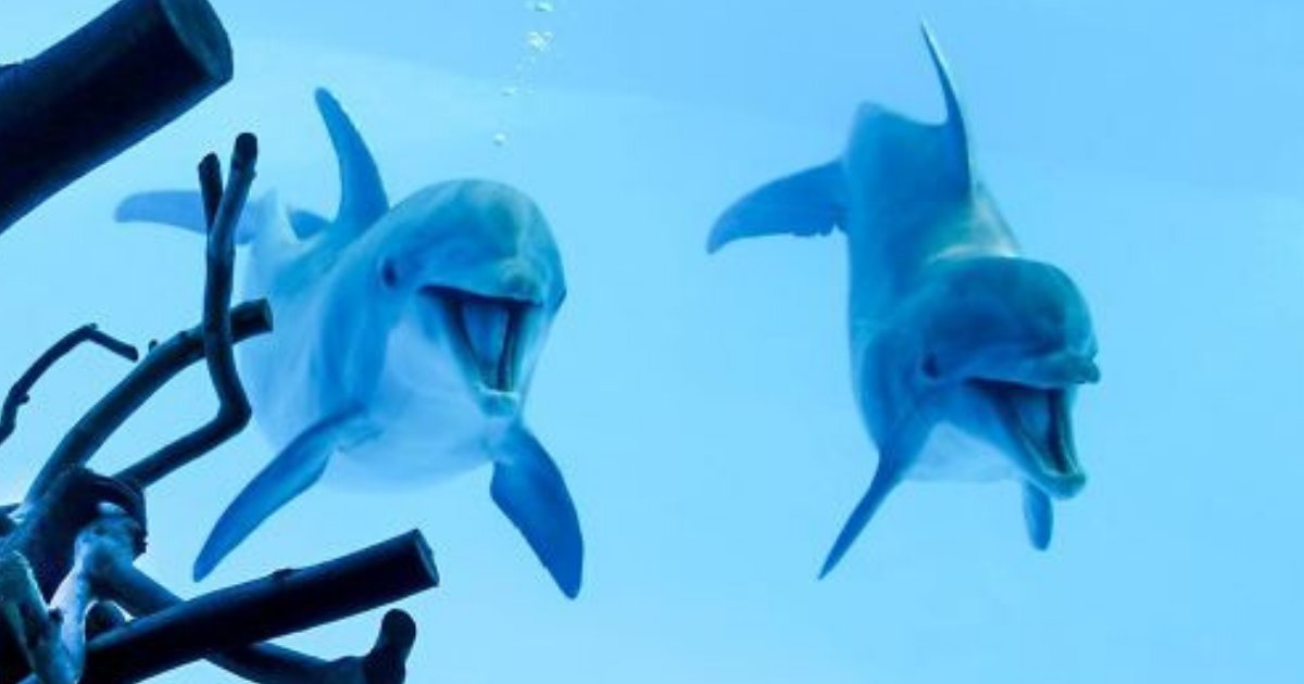 dolphins.png?resize=412,275 - Dolphins Have Completely Lost Their Minds With Happiness At The Sight Of A Sloth