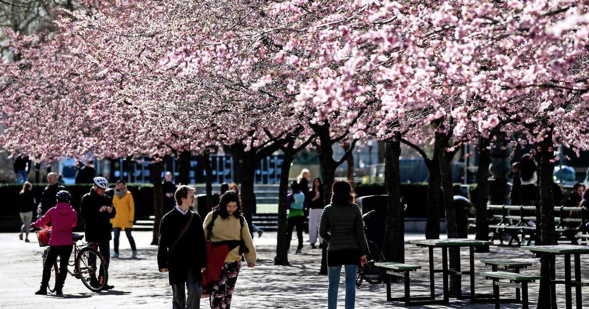 ec8db8eb84ac 14.jpg?resize=412,232 - This Is How Sweden Is Fighting Corona - Going Mask-Free And Flower Festivities