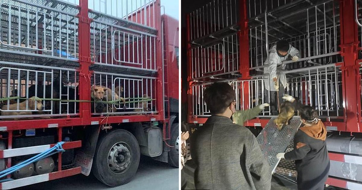 ggsss 3.jpg?resize=412,232 - 423 Stolen Pets Have Been Freed From An Illegal Dog Slaughtershouse In China Amid Coronavirus