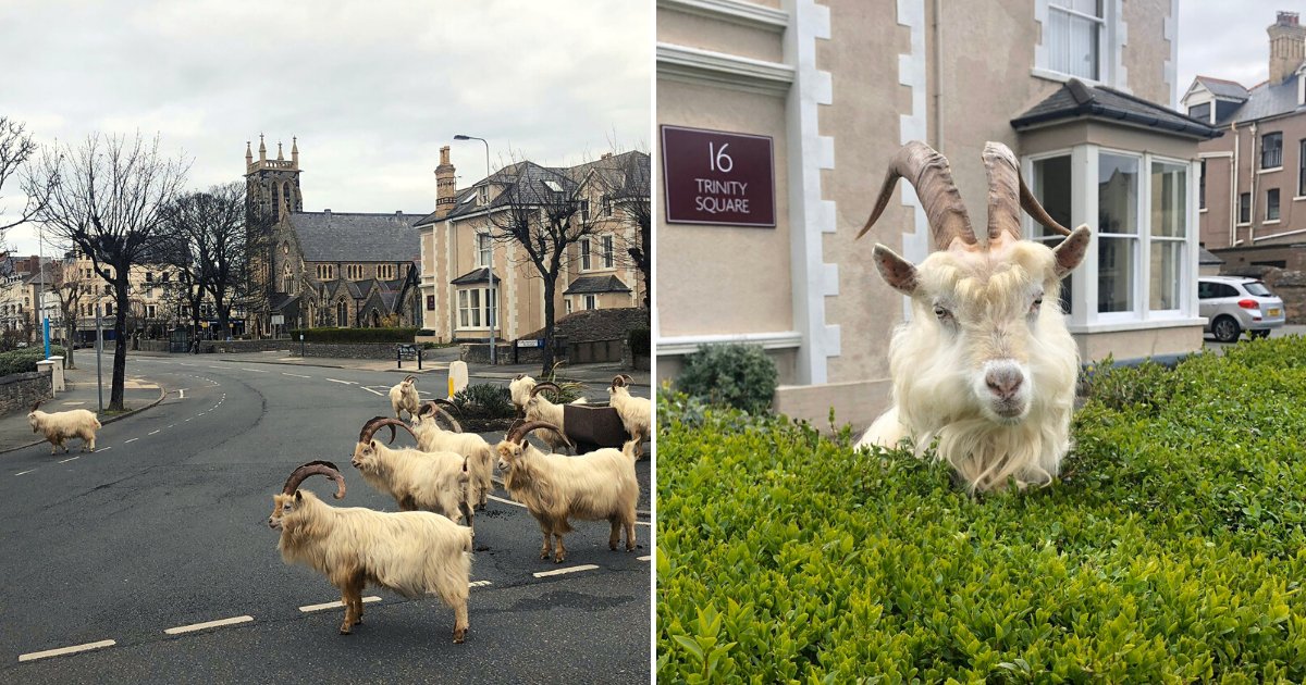 goats8.png?resize=412,275 - Wild Goats Took The Opportunity To Take Over A Town Amid Coronavirus Lockdown