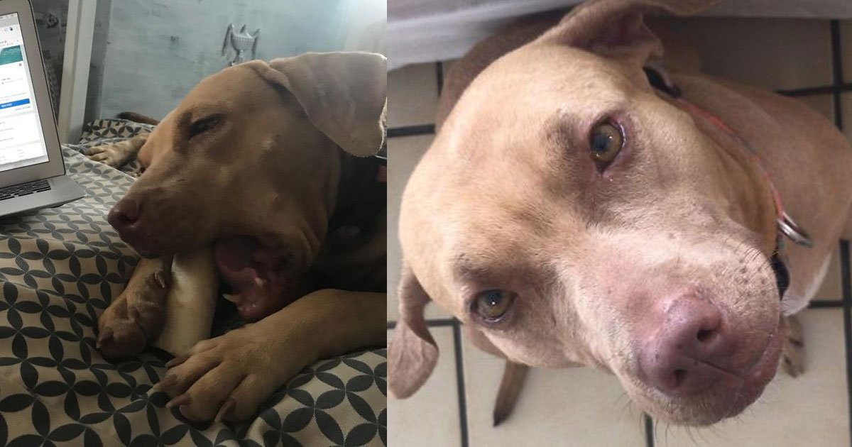 guy rescued a starving dog from his neglectful owner and received praises from the netizens.jpg?resize=412,275 - Guy Rescued A Starving Dog From His Neglectful Owner And Received Praises From The Netizens