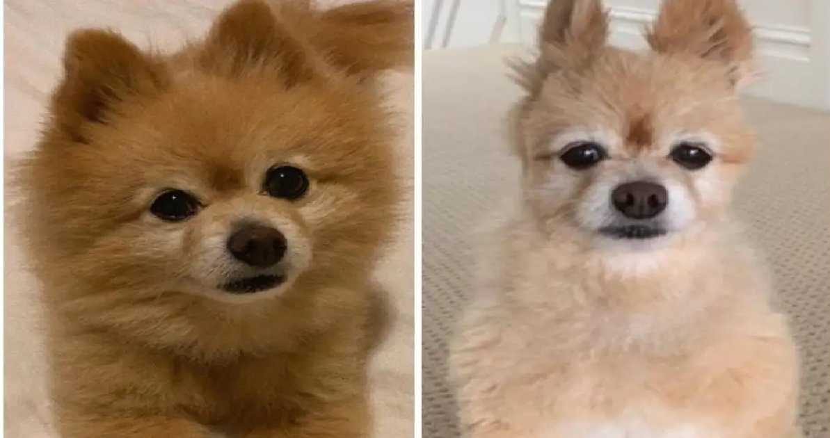 haircut.png?resize=412,275 - A Woman Realized Grooming A Dog Is "A Pretty Difficult Job" After Trying And Leaving Her Dog With An Awful Haircut