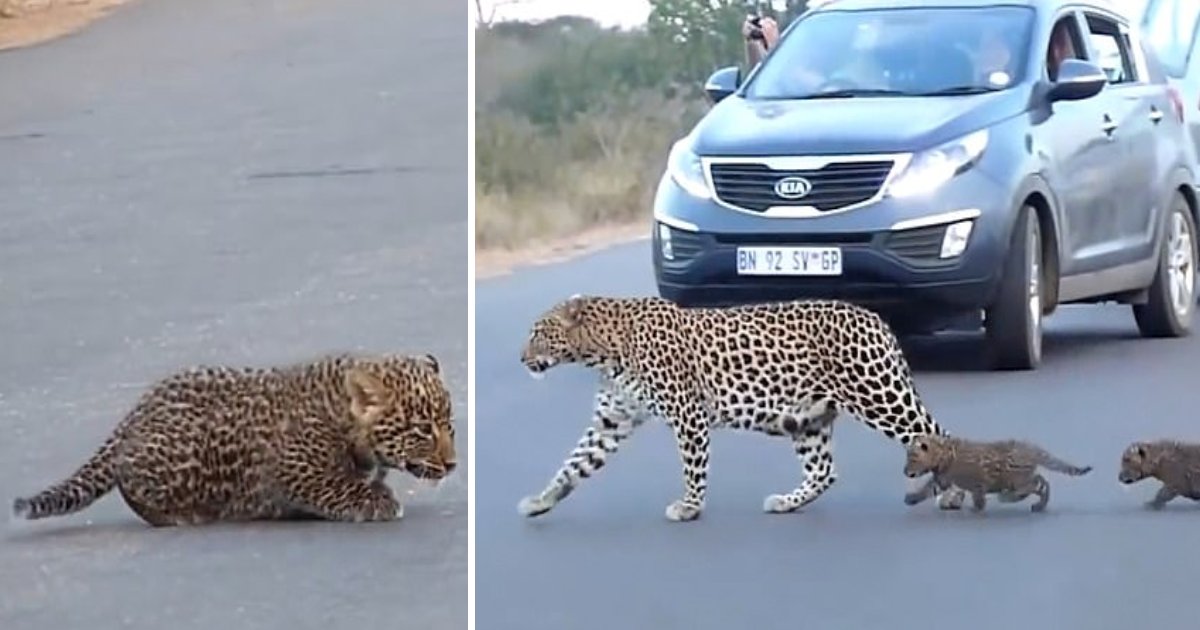 j.png?resize=1200,630 - Leopard Mom Guided Her Kittens Across The Road In A Rare Sighting