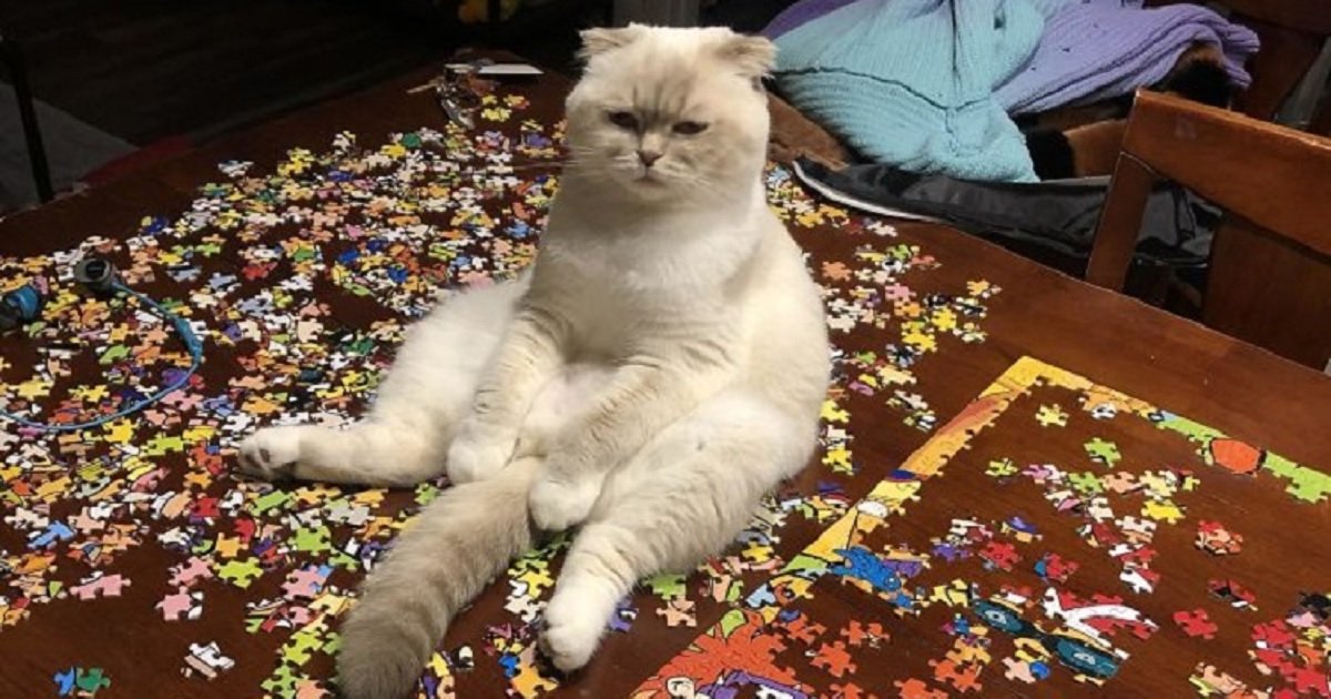 j11.jpg?resize=412,275 - People Shared Pictures Of Why It's A Bad Idea To Do Jigsaw Puzzles With A Bored Cat In The House