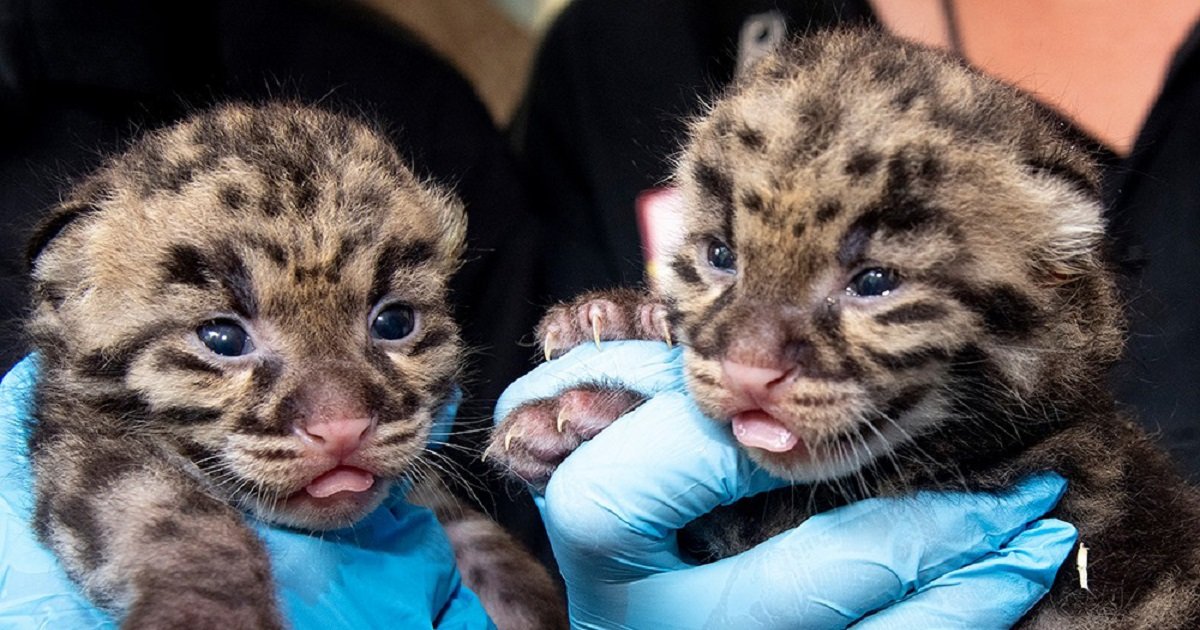 k3 2.jpg?resize=412,275 - An Adorable Pair Of "Highly Endangered" Clouded Leopard Kittens Were Born At Miami Zoo