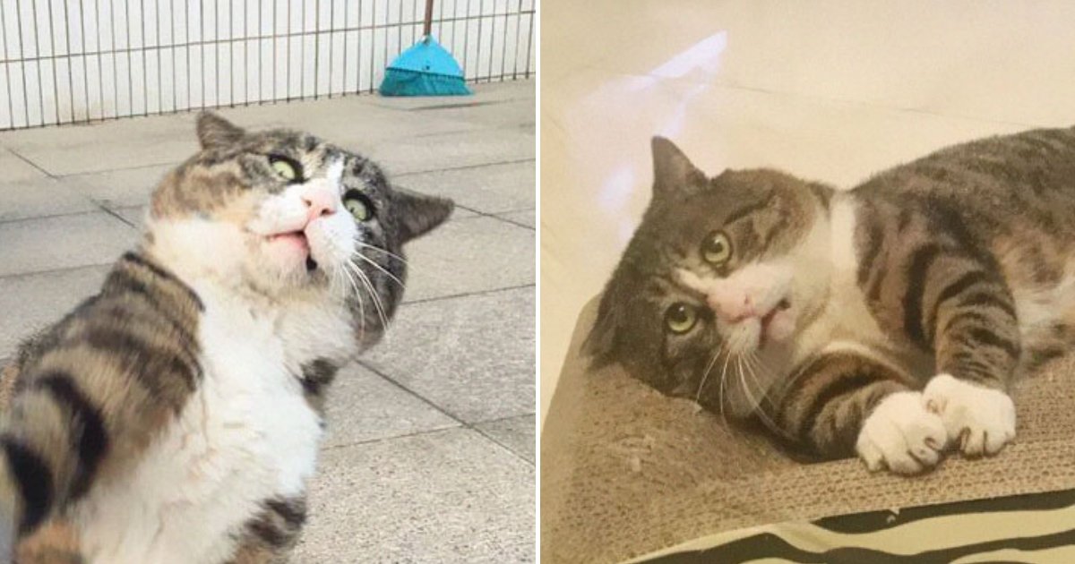 kitty11.png?resize=412,275 - Adorable Cat Captured Millions Of Hearts For His Dramatic Expressions, 10+ Photos