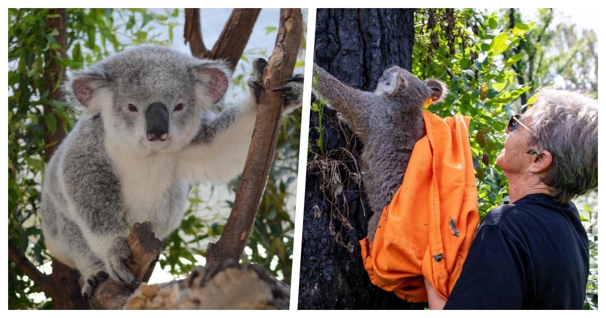 koala cover 1.jpg?resize=1200,630 - 26 Koalas Rescued During Australian Bushfire Released Back To The Wild After Receiving Treatment