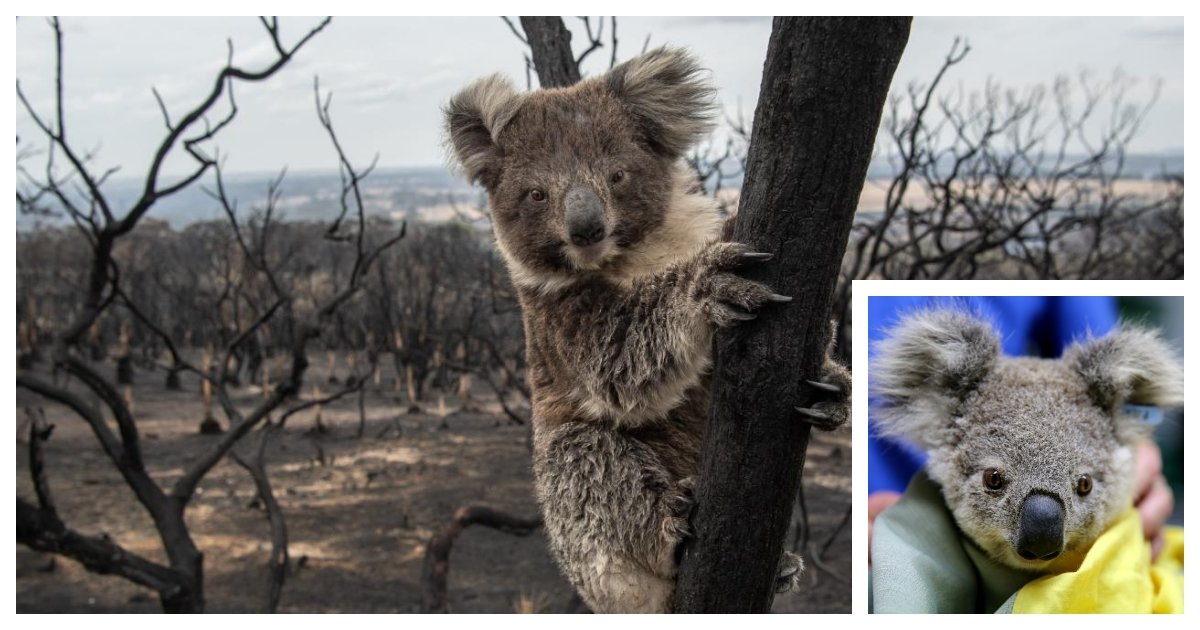 koala cover.jpg?resize=412,232 - Koalas Could Face Extinction After the Devastating Bushfire
