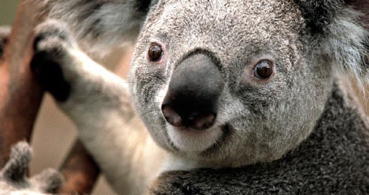 koala.jpg?resize=412,275 - Bonne nouvelle: Des koalas sauvés de feux de forêt en Australie retrouvent leur liberté