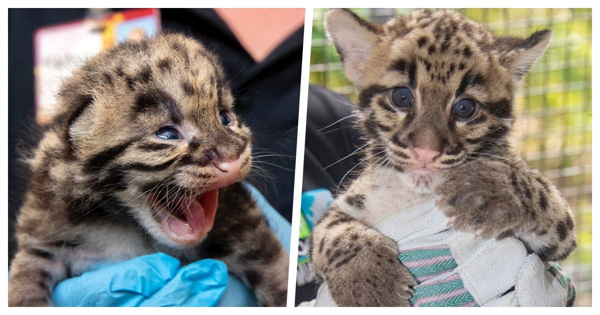 leopard cover.jpg?resize=1200,630 - Two Clouded Leopard Cubs Were Born in Miami Zoo
