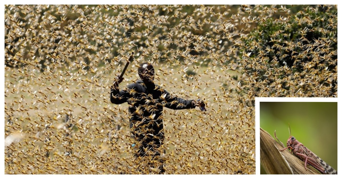 locust cover.jpg?resize=412,232 - East Africa Prepares For The Second Locust Outbreak of 2020