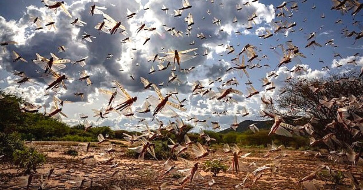 locusts6.png?resize=412,275 - Swarms Of Locusts Have Damaged 500,000 Acres Of Cropland In Ethiopia As Africa Prepares For Another Destructive Plague