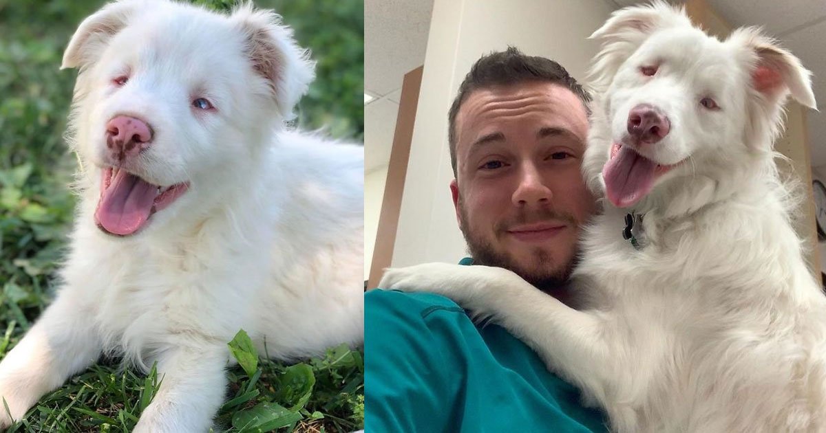 man showed how he wakes up his deaf and partially blind dog.jpg?resize=412,232 - A Sweet Man Gently Blows On His Deaf And Partially Blind Dog To Wake Her Up