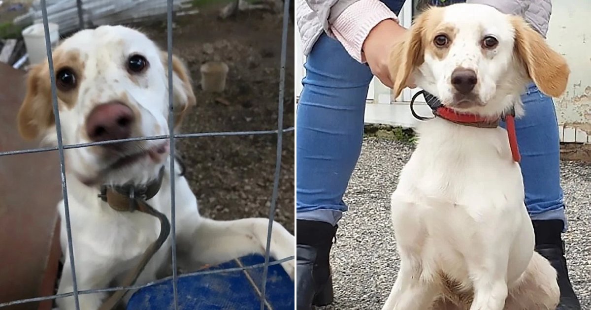 metro dog.png?resize=1200,630 - Dogs Inhumanely Poisoned Through Sheer Ignorance in Corona-stricken Lebanon