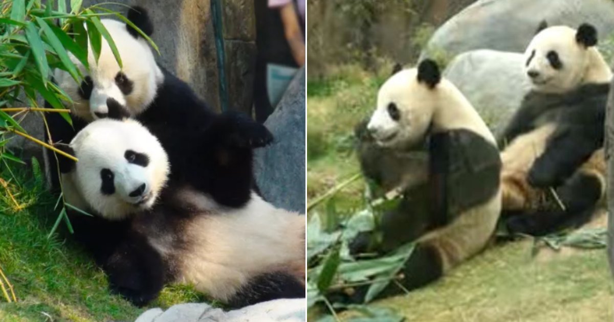 new project 1.png?resize=412,275 - Good News! Two Giant Pandas Mate For The First Time In Ten Years