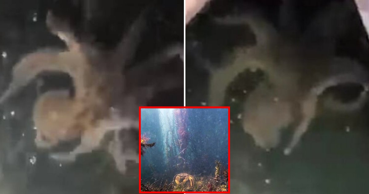 octopus3.png?resize=1200,630 - Octopus Spotted In Venice's Canals After Rare Sighting Of Jellyfish As Coronavirus Lockdown Cleared The City Of Pollution And Boats