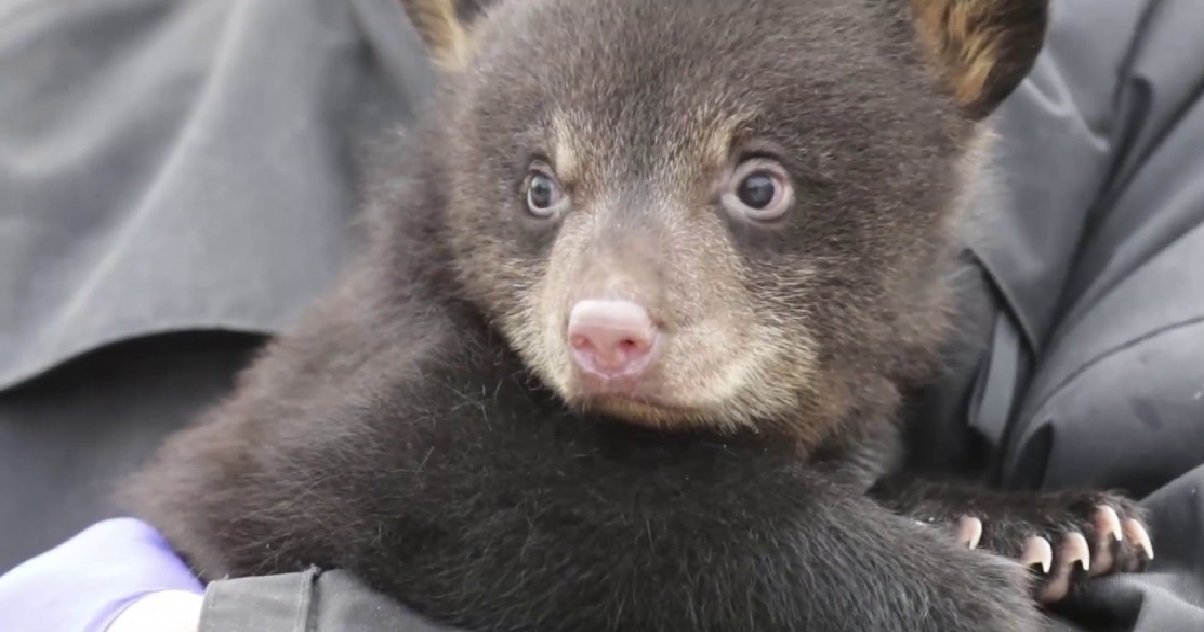 ours 1.jpg?resize=1200,630 - Carnet Rose: deux ours noirs sont nés dans un parc animalier de Moselle