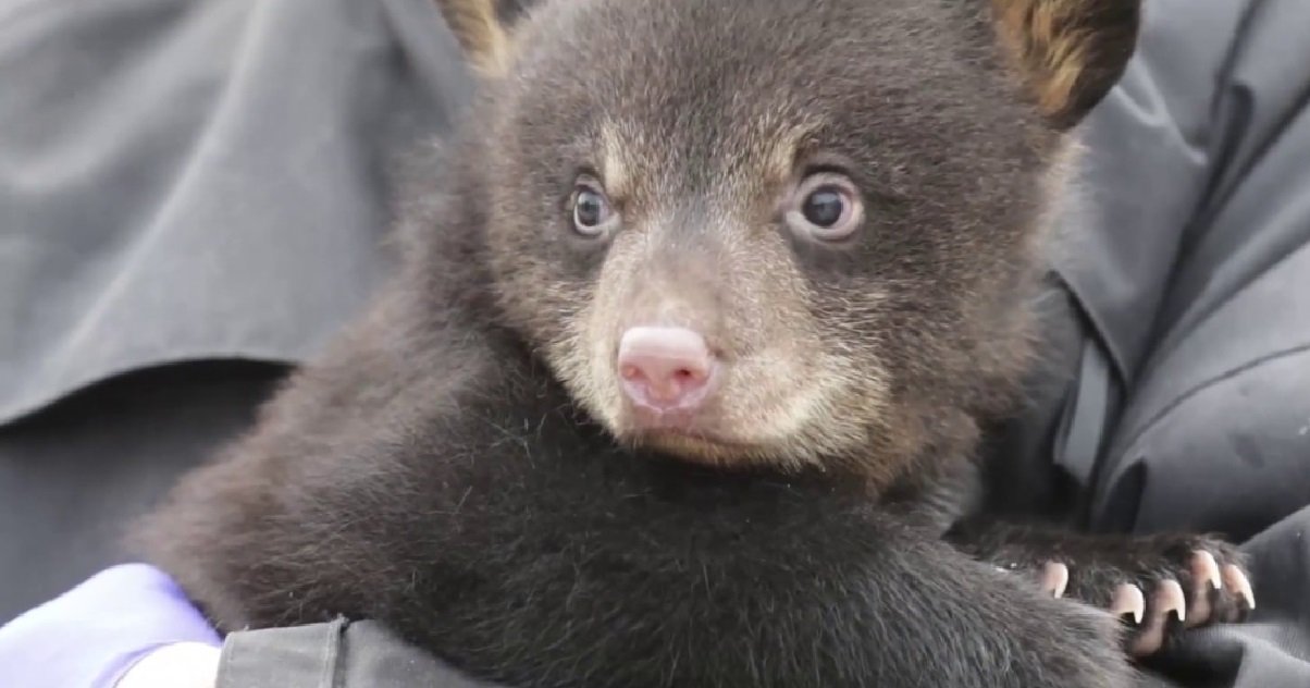 ours 1.jpg?resize=412,275 - Carnet Rose: deux ours noirs sont nés dans un parc animalier de Moselle