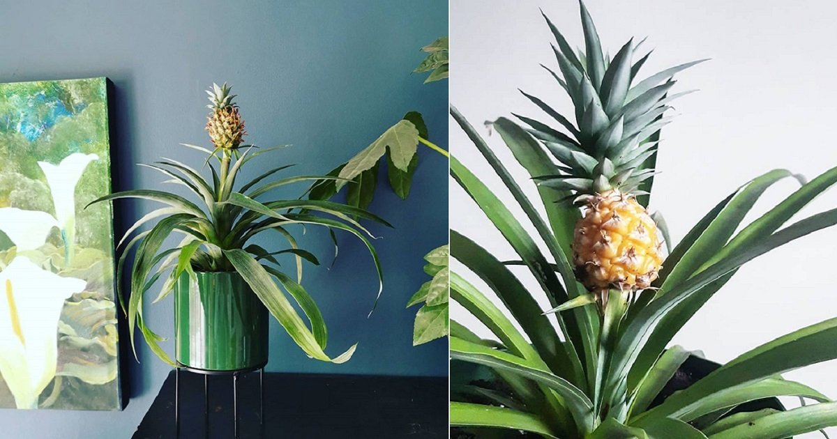 p3 10.jpg?fit=1024%2C538&ssl=1&strip=all - Home Depot Is Selling Pineapple Plants For Your Home
