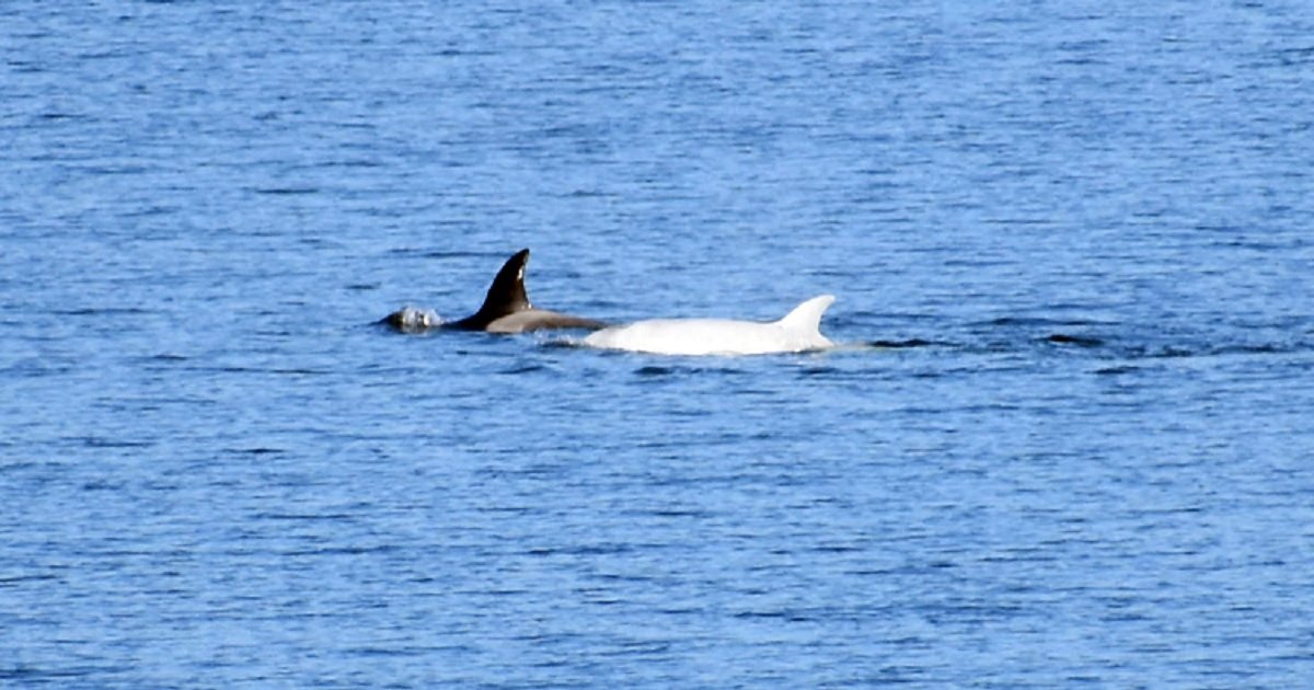 p3 9.jpg?resize=1200,630 - Photographer Captured His Encounter With "Mystical" Pale Orca Near Washington