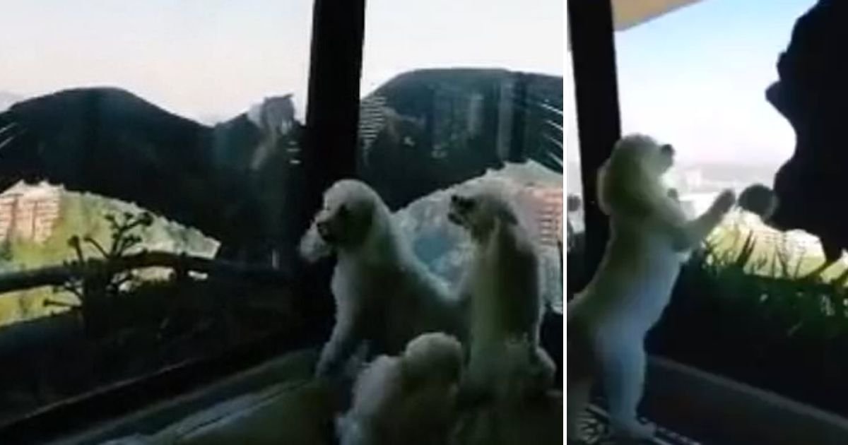 poodles6.jpg?resize=412,232 - Two Massive Birds Tried To Smash Glass Window To Get Tiny Puppies