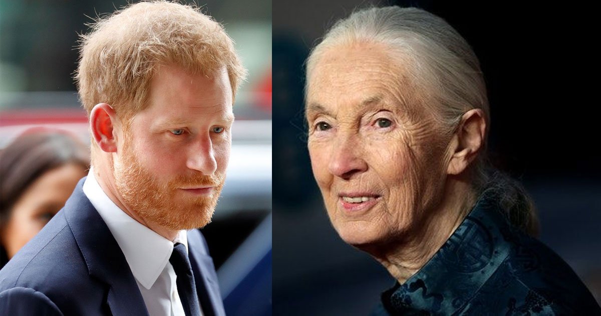 prince harrys friend dr jane goodall said the duke is finding life a bit challenging right now.jpg?resize=412,275 - Prince Harry’s Friend, Dr. Jane Goodall, Said The Duke 'Is Finding Life A Bit Challenging Right Now'