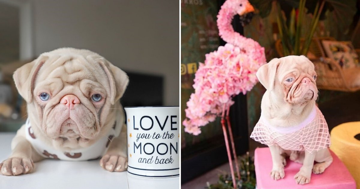 pug7.png?resize=412,232 - Rare Pink Pug Becomes An Instagram Sensation As Owner Documents His Life Of Spa Treatments And Brunch Dates