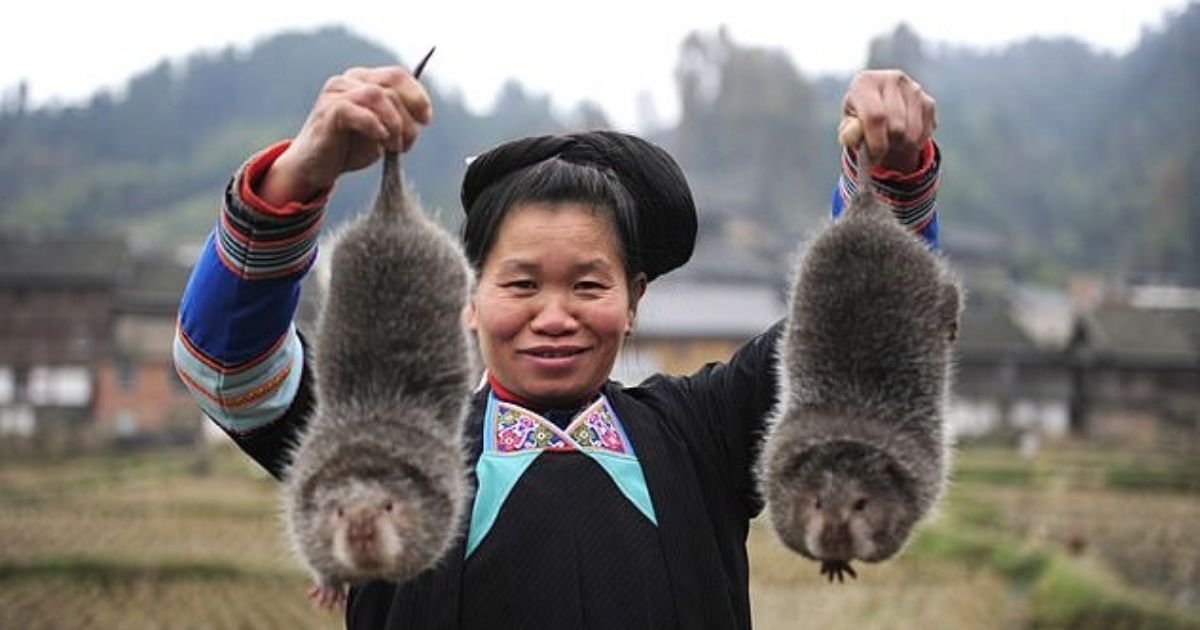rats6.jpg?resize=1200,630 - Chinese Celebrated '100 Reasons To Eat Wild Rats' Before They Were Banned Due To COVID-19
