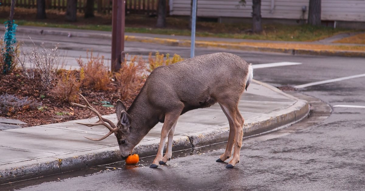 redim e1586617845799.jpg?resize=412,275 - Coronavirus: des groupes de cerfs se baladent dans les rues de Londres vidées par le confinement