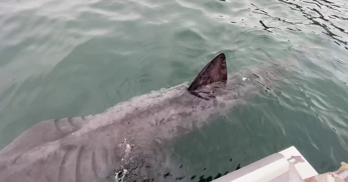 requin.jpg?resize=412,275 - Nature: un requin profite du confinement des humains pour nager dans le port de Brest