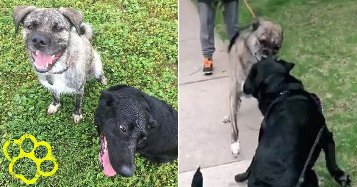 reunion6.png?resize=412,275 - PAWdorable Moment Two Dog 'Best Friends' Are Reunited After Not Seeing Each Other For More Than A Month
