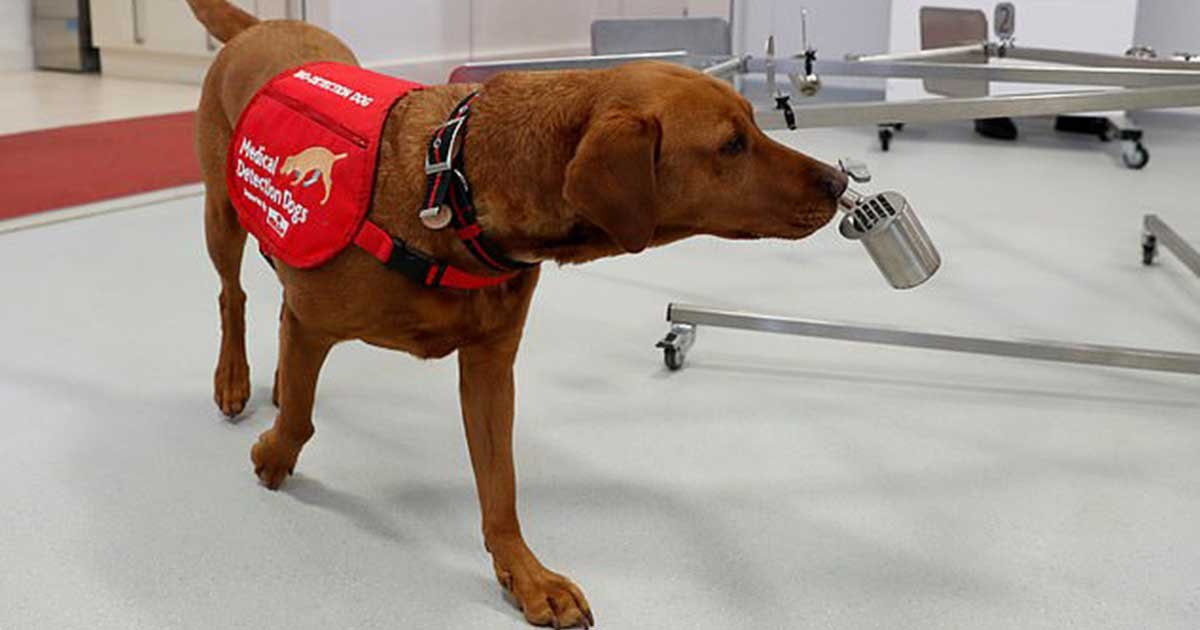 reuters 32.jpg?resize=1200,630 - UK Trains Dogs To Detect Coronavirus