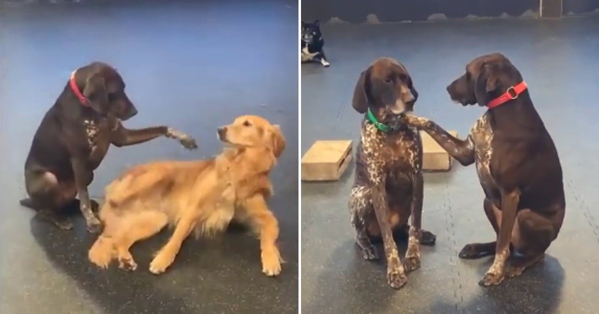 ruby5.png?resize=412,275 - Adorable Dog Loves To Pet Other Pooches At Daycare, Confused Mates Just Accept It