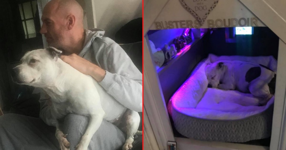 s1.png?resize=1200,630 - This Man Built a House For His Pup With Trust Issues to Make Him Feel Safer