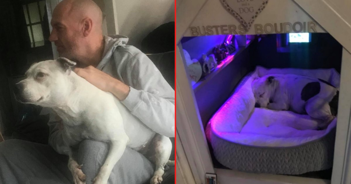 s1.png?resize=412,232 - This Man Built a House For His Pup With Trust Issues to Make Him Feel Safer