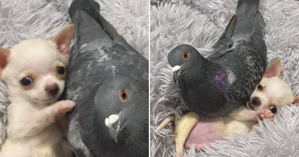 s9.png?resize=1200,630 - This Pigeon Cannot Fly, and The Chihuahua Cannot Walk, And Now They Are BFFs