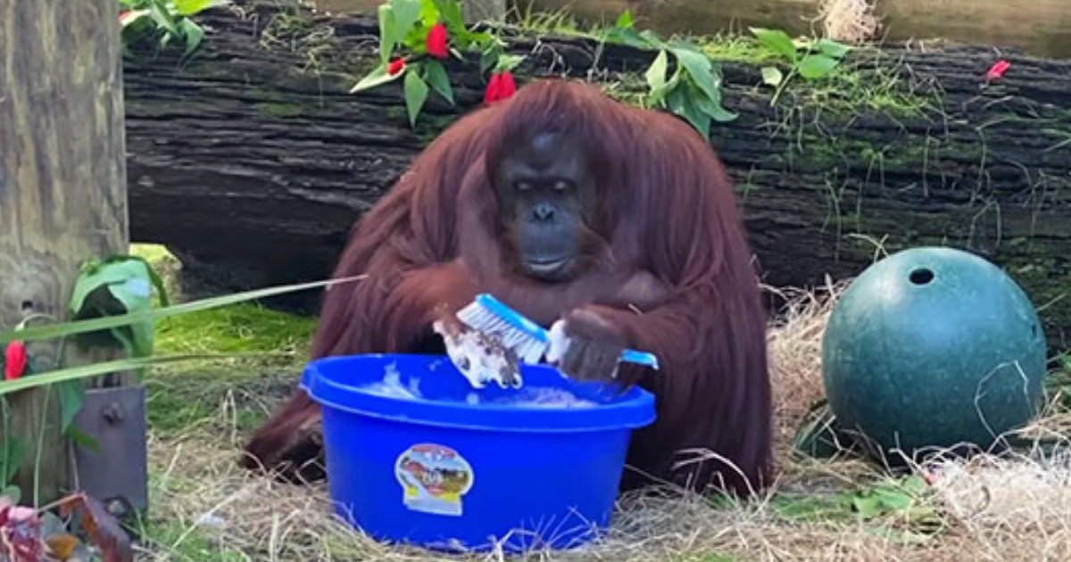 sandra5.png?resize=1200,630 - Incredible Moment An Orangutan Demonstrated Her Impressive Hand-Washing Skills