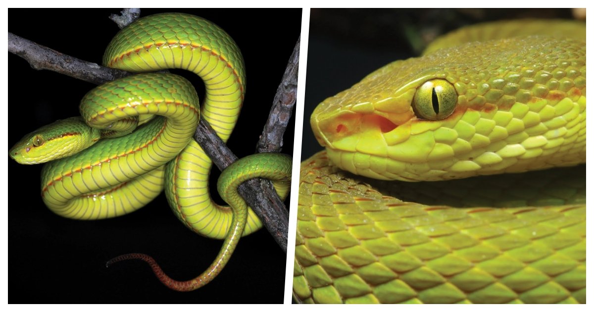 snake cover.jpg?resize=412,232 - A Newly Discovered Snake Has Been Named After Salazar Slytherin From The Harry Potter Series