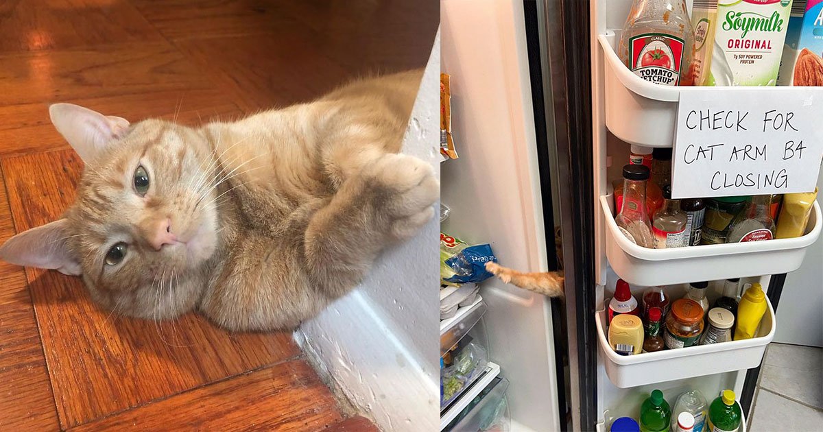 the owner of carrot shared the story behind viral photo of the cat sticking his arm through the fridge.jpg?resize=412,232 - Carrot The Cat Went Viral For A Photo Of Him Sticking Arm Through The Fridge