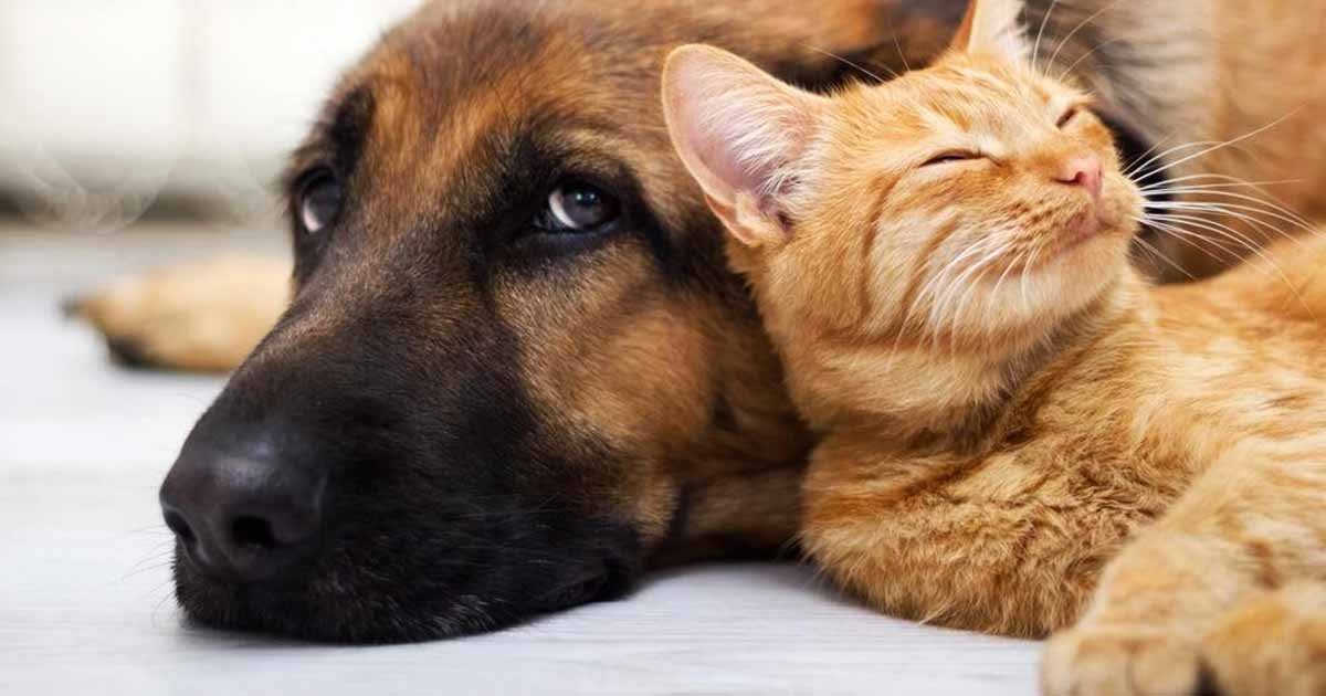 thumbnails 1.jpg?fit=1024%2C538&ssl=1&strip=all - Shenzhen Becomes First Chinese City To Ban Eating Cats And Dogs In Response To Coronavirus