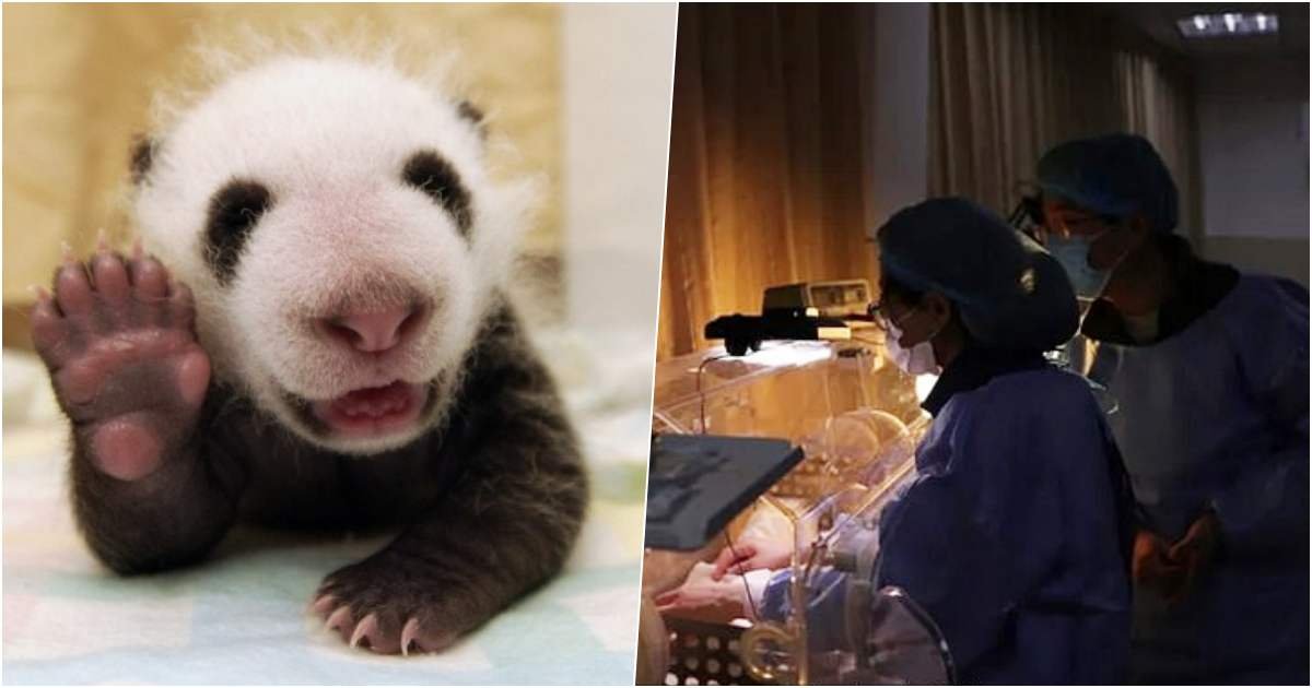 thumbnails 11.jpg?resize=412,232 - Unique Baby Panda Twins Born During The Coronavirus Pandemic Named ‘Safe’ And ‘Sound’