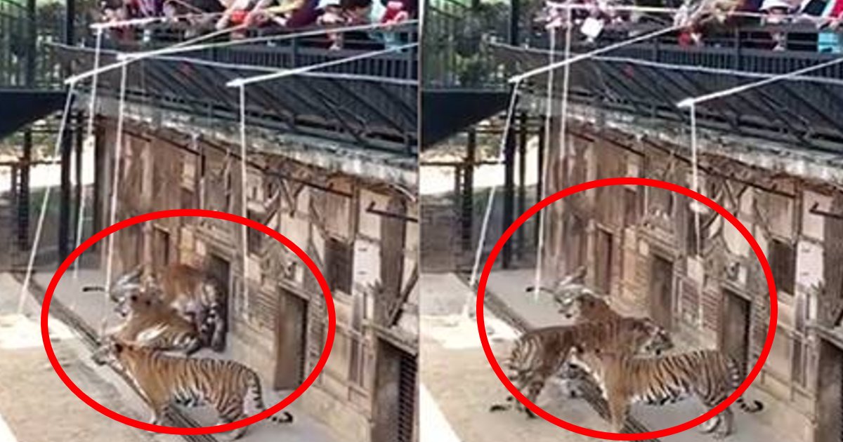 tora.png?resize=412,232 - 新型コロナウイルスの感染拡大の一方で動物園開園？トラを釣るアトラクションに「動物虐待だ」と批判殺到