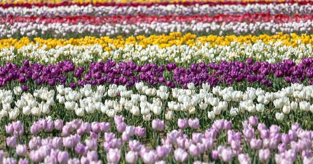 tulips6.jpg?resize=412,275 - Japan Chopped Down Over 100,000 Tulips To Stop People From Gathering Amid Coronavirus Pandemic
