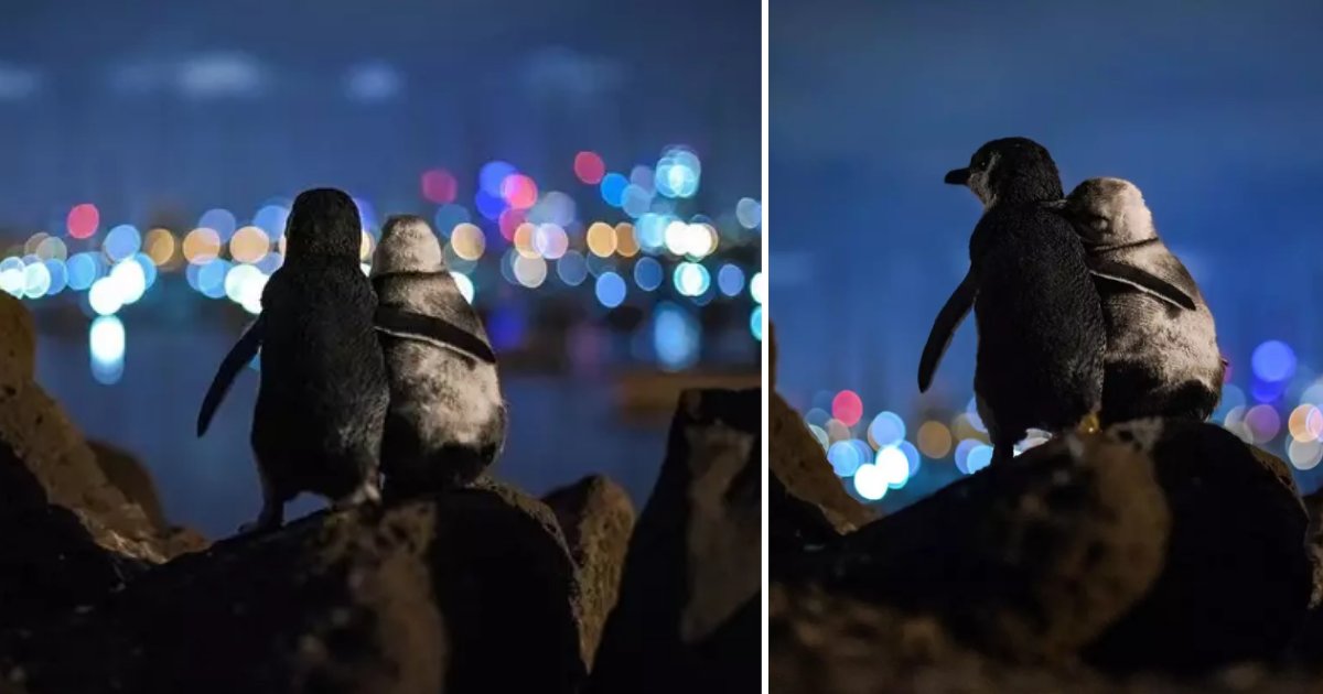 untitled design 1 14.png?resize=1200,630 - Photographer Captures Two Widowed Penguins Comforting Each Other While Overlooking Melbourne Skyline