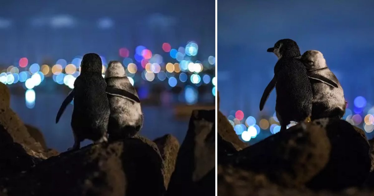 untitled design 1 14.png?resize=412,275 - Photographer Captures Two Widowed Penguins Comforting Each Other While Overlooking Melbourne Skyline