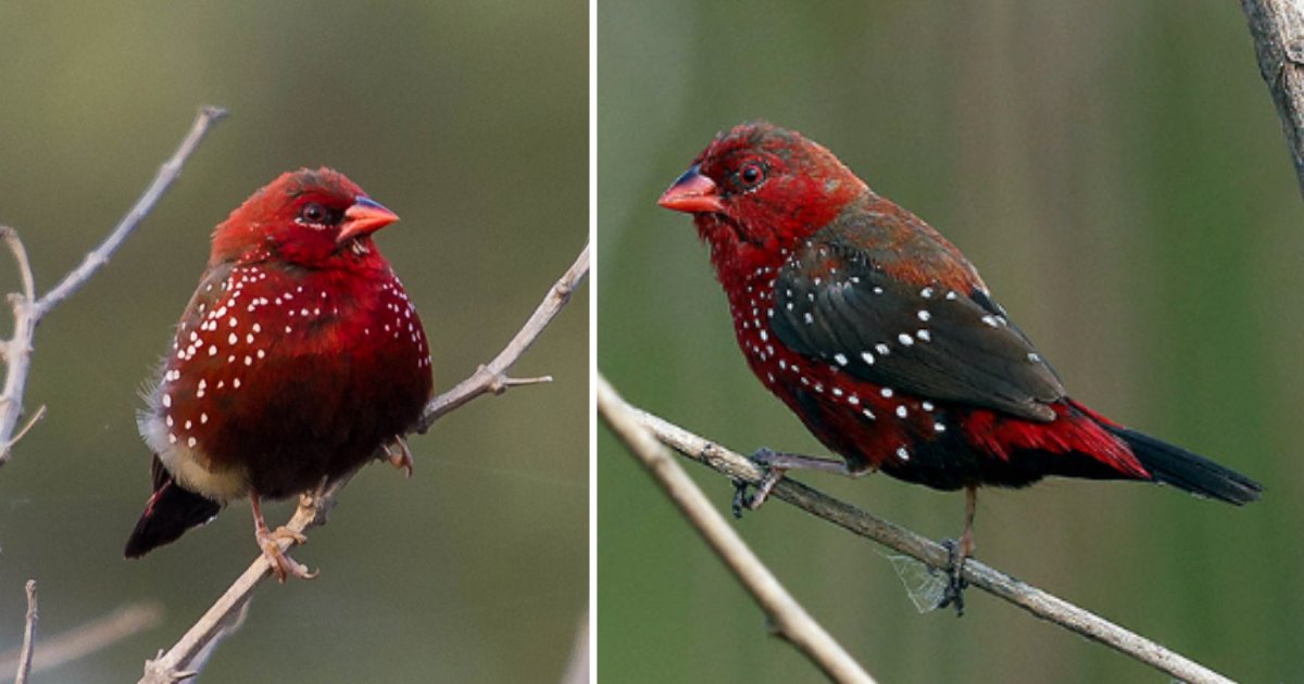 untitled design 1 20.png?resize=1200,630 - Here are Some Photos of Strawberry Finches to Make Your Day