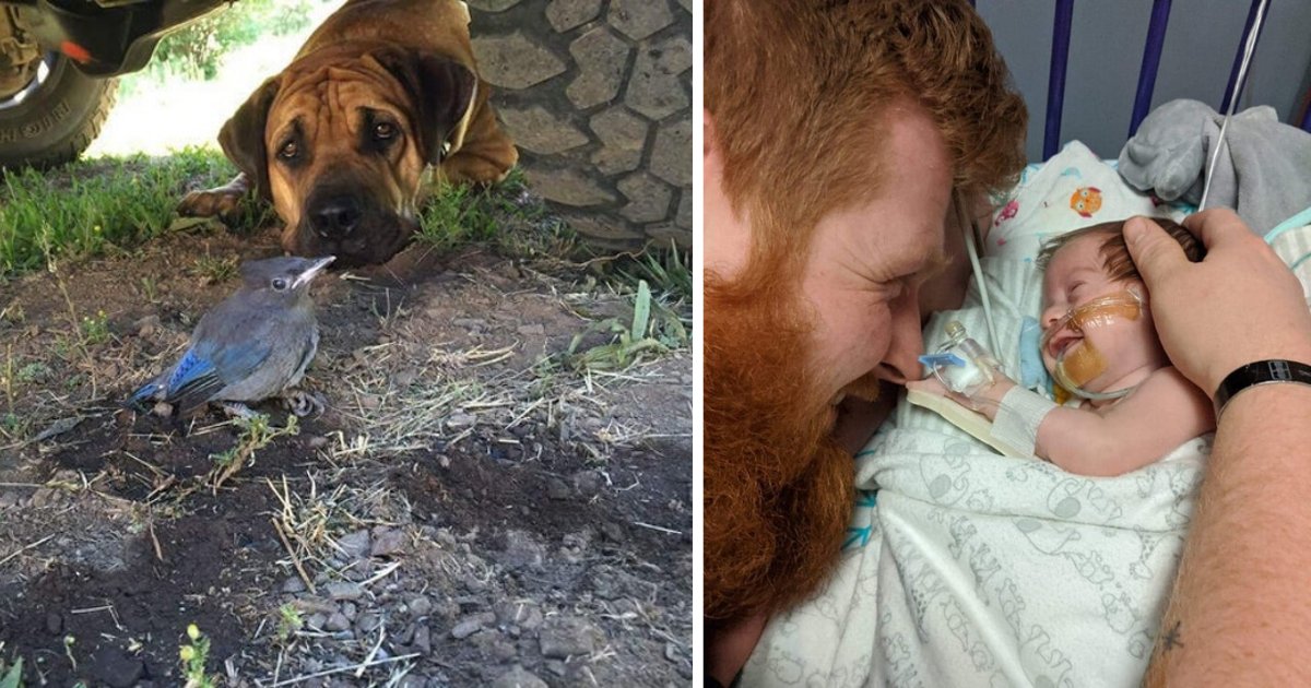 untitled design 1 7.png?resize=412,232 - 10 Powerful Photos That Will Melt Your Heart