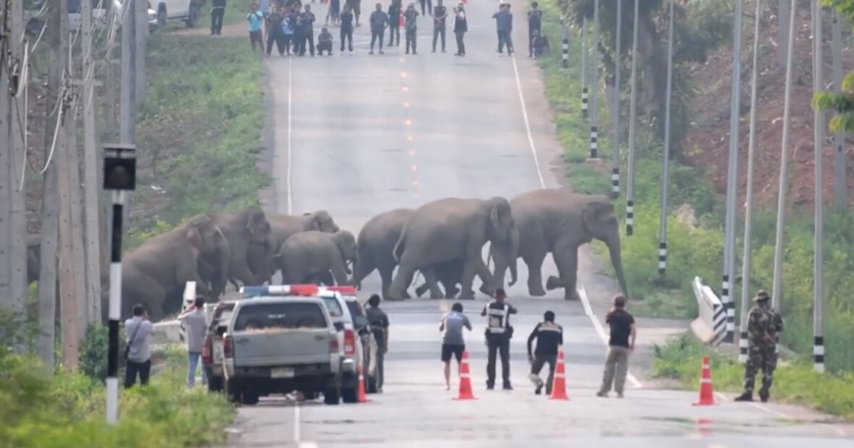 untitled design 11 3.png?resize=1200,630 - Large Herd Of Elephants Spotted Crossing A Busy Highway As Traffic Was Brought To A Stop
