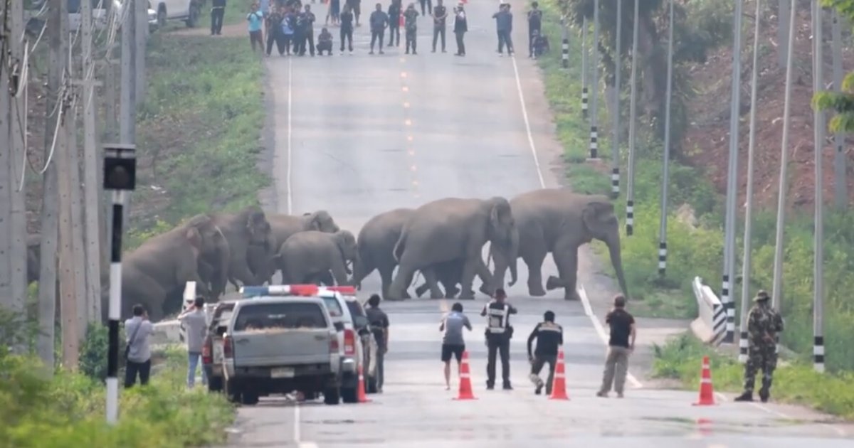 untitled design 11 3.png?resize=412,275 - Large Herd Of Elephants Spotted Crossing A Busy Highway As Traffic Was Brought To A Stop