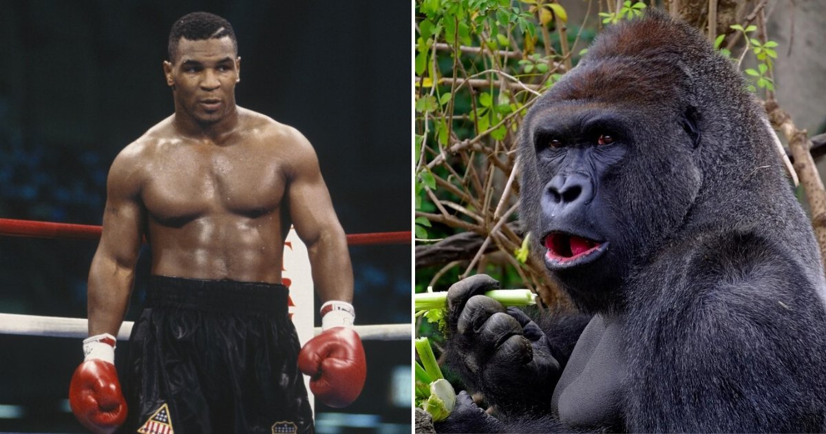 untitled design 12 2.png?resize=412,275 - Mike Tyson Admitted He Once Offered $10,000 To Zookeeper To Let Him Fight A Large Gorilla